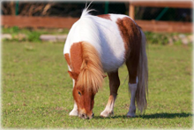 mini-pony